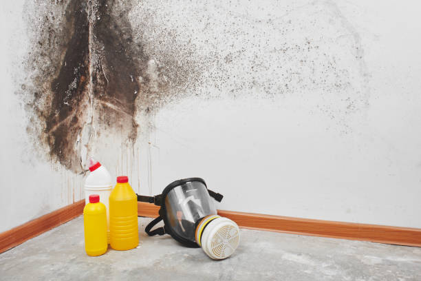 Best Crawl Space Mold Remediation in Valinda, CA